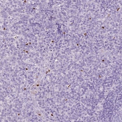 Invitrogen BRUNOL6 Polyclonal Antibody 100 &mu;L | Buy Online | Invitrogen&trade; | Fisher Scientific