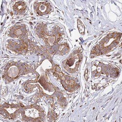 Invitrogen ARFRP1 Polyclonal Antibody 100 &mu;L; Unconjugated:Antibodies,