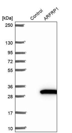 Invitrogen ARFRP1 Polyclonal Antibody 100 &mu;L; Unconjugated:Antibodies,