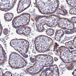 Invitrogen TENM3 Polyclonal Antibody 100 &mu;L; Unconjugated:Antibodies,
