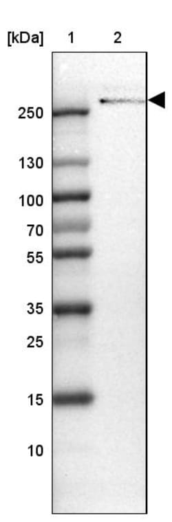 Invitrogen TENM3 Polyclonal Antibody 100 &mu;L; Unconjugated:Antibodies,