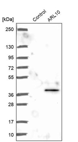 Invitrogen ARL10 Polyclonal Antibody 100 &mu;L | Buy Online | Invitrogen&trade; | Fisher Scientific