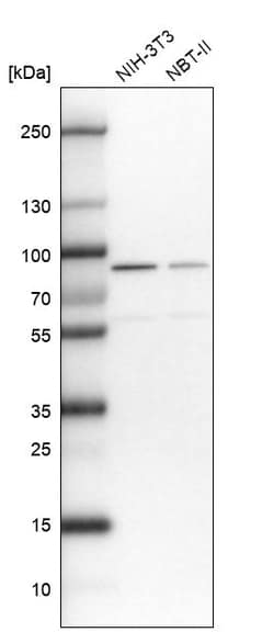 Invitrogen DHX15 Polyclonal Antibody 100 &mu;L; Unconjugated:Antibodies,