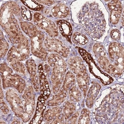 Invitrogen RPS15A Polyclonal Antibody 100 &mu;L; Unconjugated:Antibodies,