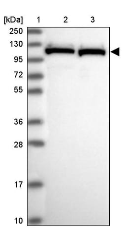 Invitrogen PRP6 Polyclonal Antibody 100 &mu;L | Buy Online | Invitrogen&trade; | Fisher Scientific