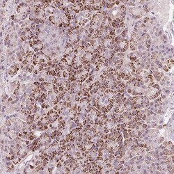 Invitrogen RNF39 Polyclonal Antibody 100 &mu;L; Unconjugated:Antibodies,
