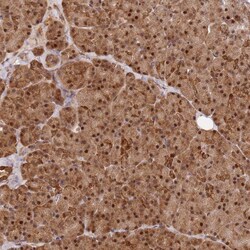 Invitrogen SMOX Polyclonal Antibody 100 &mu;L; Unconjugated:Antibodies,