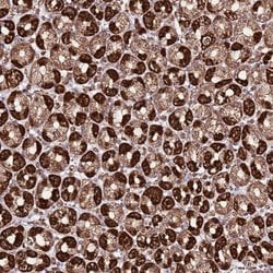 Invitrogen TM2D2 Polyclonal Antibody 100 &mu;L; Unconjugated:Antibodies,