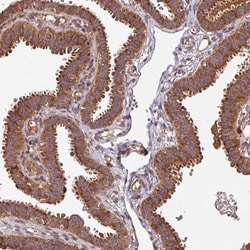Invitrogen&trade;&nbsp;MRRF Polyclonal Antibody