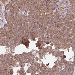 MRRF Polyclonal Antibody, Invitrogen&trade;