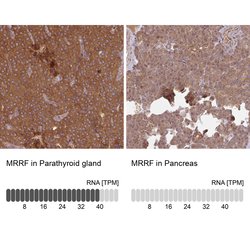 MRRF Polyclonal Antibody, Invitrogen&trade;