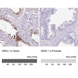 DKKL1 Polyclonal Antibody:Antibodies, Polyclonal