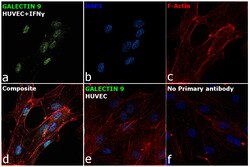 Invitrogen Galectin 9 Polyclonal Antibody 100 &mu;L; Unconjugated:Antibodies,