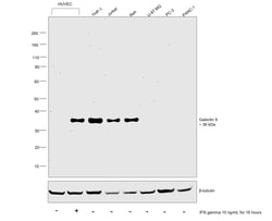 Invitrogen Galectin 9 Polyclonal Antibody 100 &mu;L; Unconjugated:Antibodies,