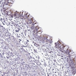 Invitrogen FAM108A1 Polyclonal Antibody 100 &mu;L; Unconjugated:Antibodies,