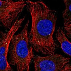 Invitrogen FAM108A1 Polyclonal Antibody 100 &mu;L; Unconjugated:Antibodies,