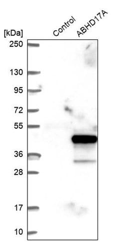 Invitrogen FAM108A1 Polyclonal Antibody 100 &mu;L; Unconjugated:Antibodies,