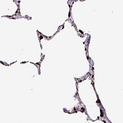 Invitrogen NAPSA Polyclonal Antibody 100 &mu;L; Unconjugated:Antibodies,