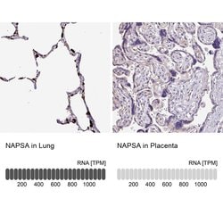 Invitrogen NAPSA Polyclonal Antibody 100 &mu;L; Unconjugated:Antibodies,