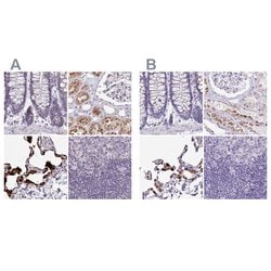 Invitrogen NAPSA Polyclonal Antibody 100 &mu;L; Unconjugated:Antibodies,