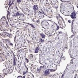Invitrogen NAPSA Polyclonal Antibody 100 &mu;L; Unconjugated:Antibodies,