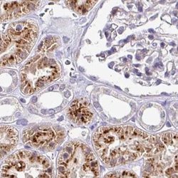 Invitrogen NAPSA Polyclonal Antibody 100 &mu;L; Unconjugated:Antibodies,
