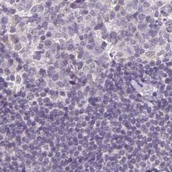 Invitrogen NAPSA Polyclonal Antibody 100 &mu;L; Unconjugated:Antibodies,