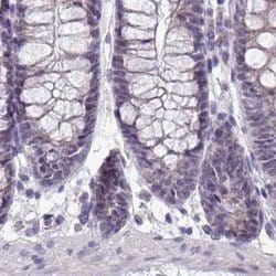 Invitrogen NAPSA Polyclonal Antibody 100 &mu;L; Unconjugated:Antibodies,