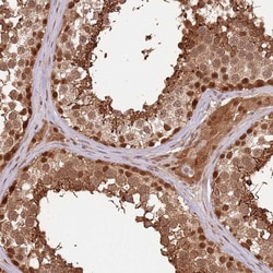 Invitrogen PLSCR5 Polyclonal Antibody 100 &mu;L; Unconjugated:Antibodies,