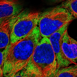 Invitrogen RPL21 Polyclonal Antibody 100 &mu;L; Unconjugated:Antibodies,