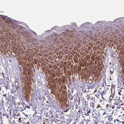 Invitrogen RPL21 Polyclonal Antibody 100 &mu;L; Unconjugated:Antibodies,