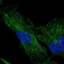 Invitrogen TMEM200C Polyclonal Antibody 100 &mu;L; Unconjugated:Antibodies,