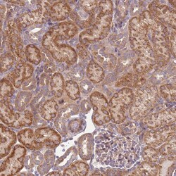 Invitrogen SCARA3 Polyclonal Antibody 100 &mu;L; Unconjugated:Antibodies,