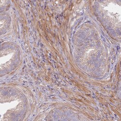 Invitrogen SCARA3 Polyclonal Antibody 100 &mu;L; Unconjugated:Antibodies,