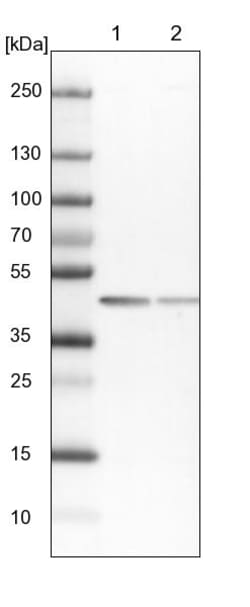 Invitrogen SCARA3 Polyclonal Antibody 100 &mu;L | Buy Online | Invitrogen&trade; | Fisher Scientific