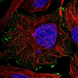 Invitrogen EXD3 Polyclonal Antibody 100 &mu;L; Unconjugated:Antibodies,