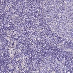 Invitrogen SLC44A3 Polyclonal Antibody 100 &mu;L; Unconjugated:Antibodies,