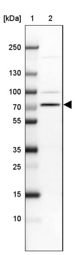 Invitrogen SLC44A3 Polyclonal Antibody 100 &mu;L | Buy Online | Invitrogen&trade; | Fisher Scientific