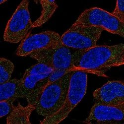 SLC44A5 Polyclonal Antibody 100 &mu;L | Buy Online | Thermo Scientific | Fisher Scientific