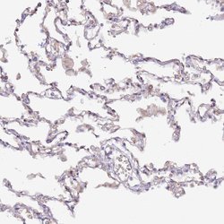 HSD17B7 Polyclonal Antibody:Antibodies, Polyclonal