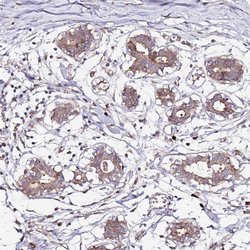 HSD17B7 Polyclonal Antibody:Antibodies, Polyclonal