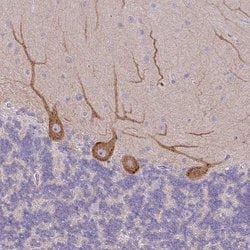 Invitrogen MYH10 Polyclonal Antibody 100 μL; Unconjugated:Antibodies,