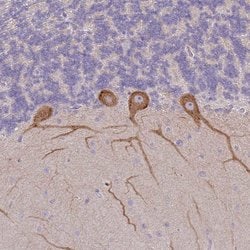 Invitrogen MYH10 Polyclonal Antibody 100 μL; Unconjugated:Antibodies,