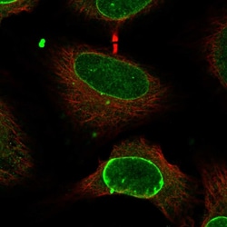 Invitrogen CCDC71 Polyclonal Antibody 100 &mu;L; Unconjugated:Antibodies,
