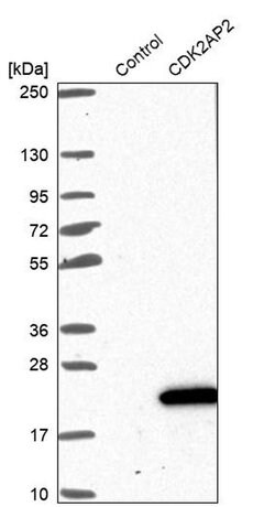 Invitrogen CDK2AP2 Polyclonal Antibody 100 &mu;L; Unconjugated:Antibodies,