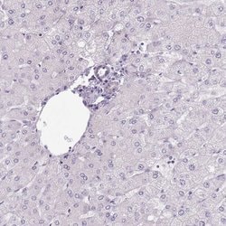 Invitrogen CEP19 Polyclonal Antibody 100 &mu;L; Unconjugated:Antibodies,