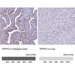 TPPP3 Polyclonal Antibody, Invitrogen 100 &mu;L; Unconjugated:Antibodies,