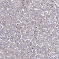 Invitrogen PYCR1 Polyclonal Antibody 100 &mu;L; Unconjugated:Antibodies,