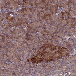 Invitrogen PYCR1 Polyclonal Antibody 100 &mu;L; Unconjugated:Antibodies,