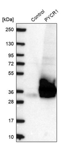 Invitrogen PYCR1 Polyclonal Antibody 100 &mu;L; Unconjugated:Antibodies,